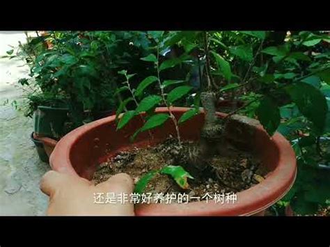 榔榆 盆景 植物 澆水 榆樹 五黃位睡房